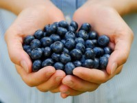 blueberry-picture1