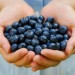 blueberry-picture1