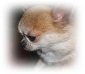 elevage de chiot chihuahua du centre var